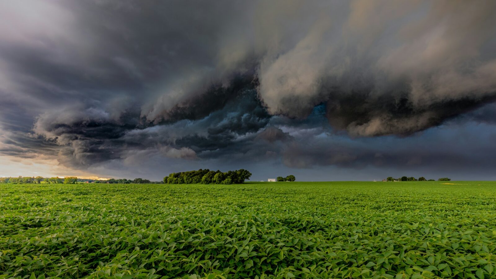 A storm cloud over a field of crops