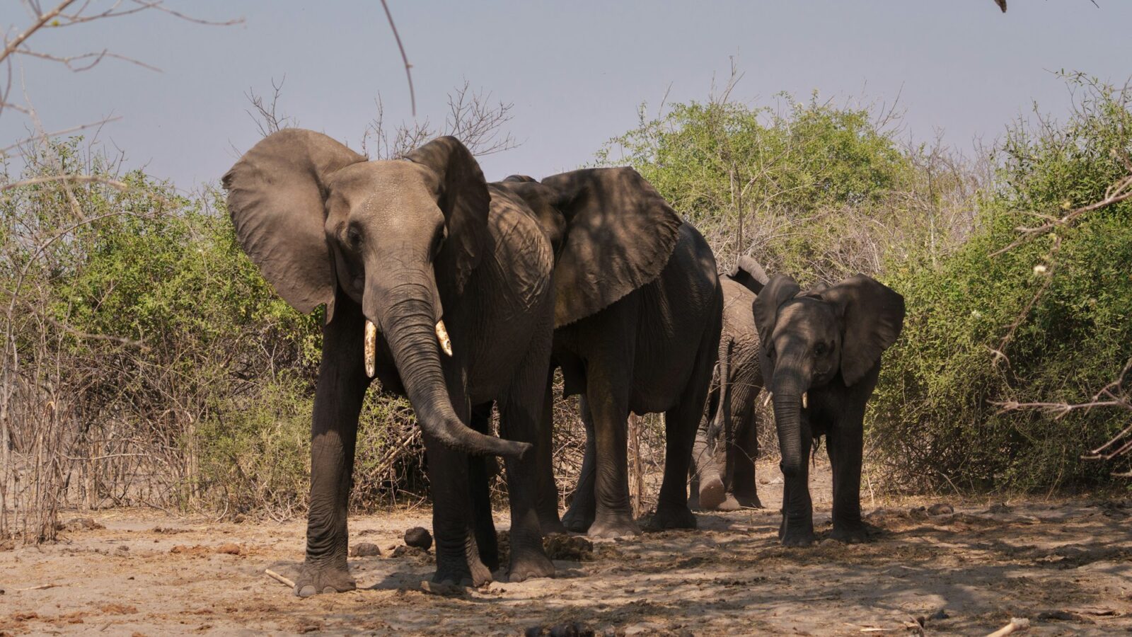 A herd of elephants walking across a dry savanna