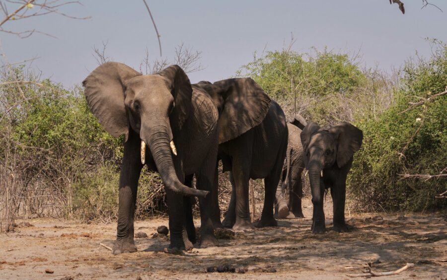 A herd of elephants walking across a dry savanna